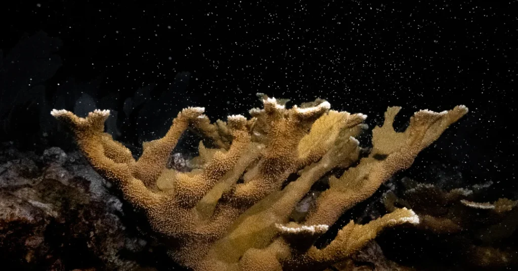 Coral spawning, which looks like small specks floating in the nighttime ocean