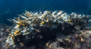 Close up of corals dying from bleaching event