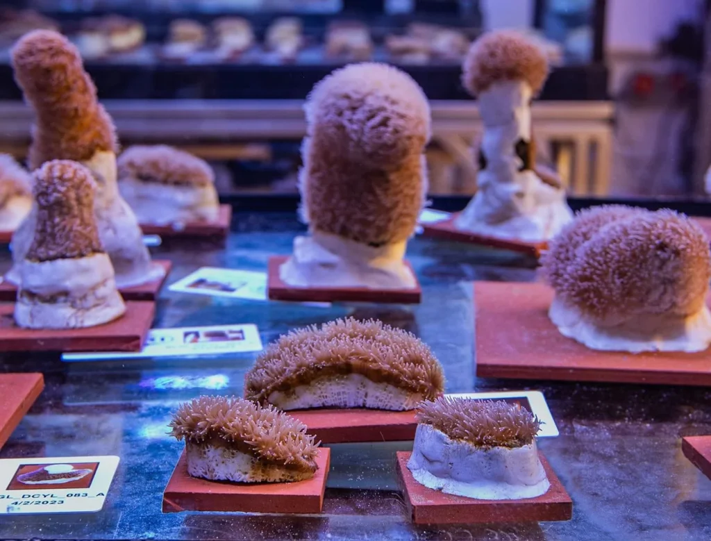 Genetically unique pillar coral fragments from the USVI held in aquariums at Coral World Ocean and Research Initiative (CWORI), where they are hoped to spawn.