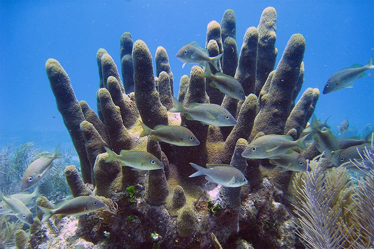 Healthy pillar coral creates habitat for marine life.