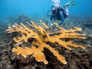 Divers scouted habitats along Long Reef for suitable restoration areas, noting the baseline populations of key coral species like Acropora palmata.