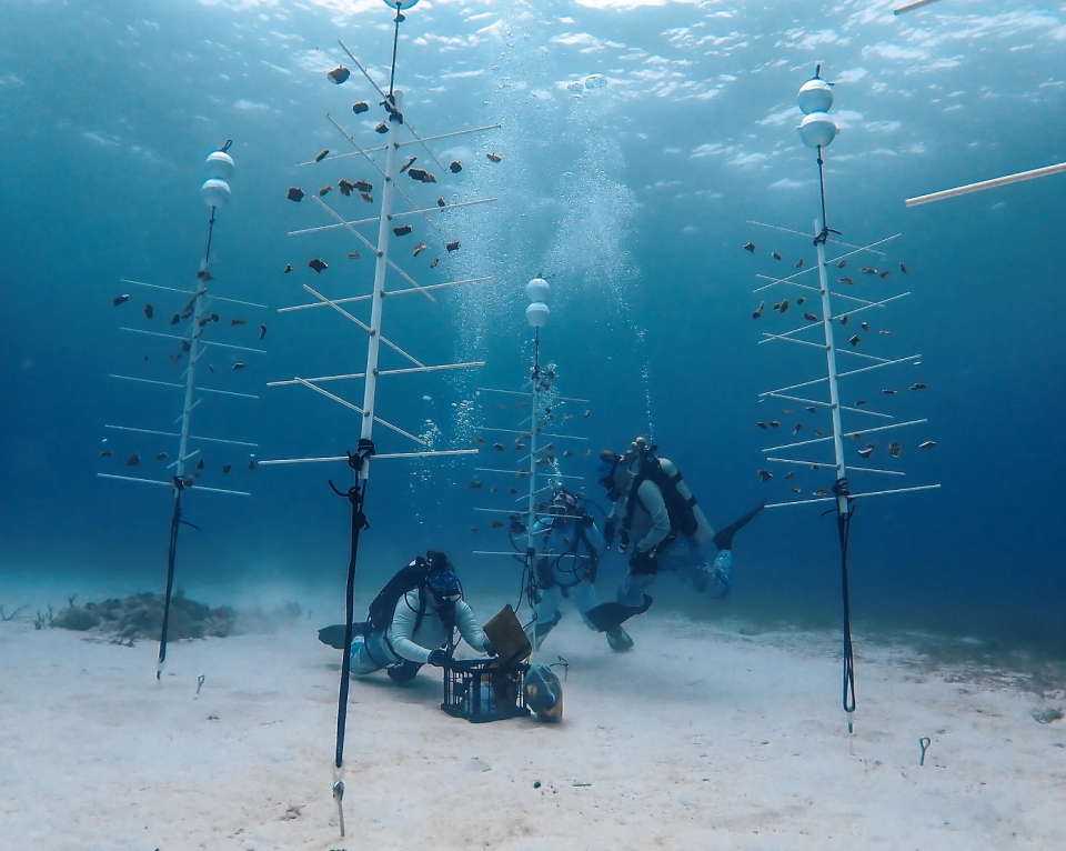 Coral Restoration Science & Technology