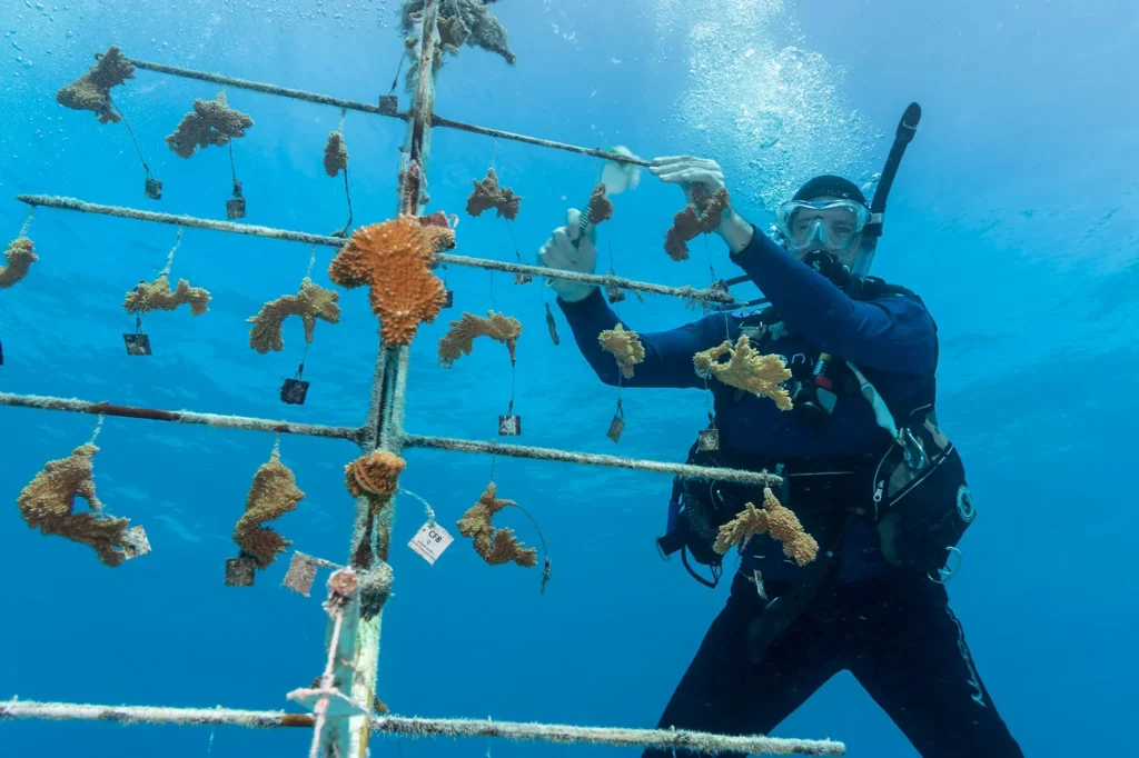 Coral Restoration Foundation scuba diver inspecting corals on coral tree