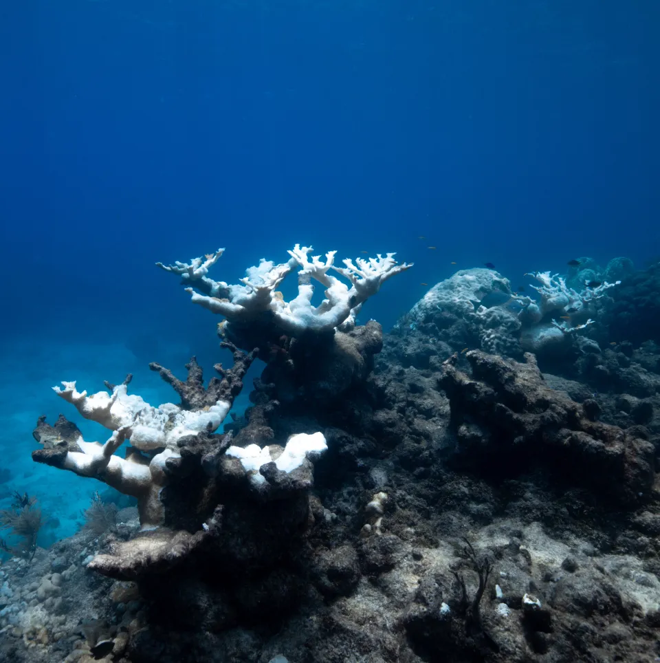 Bleached corals