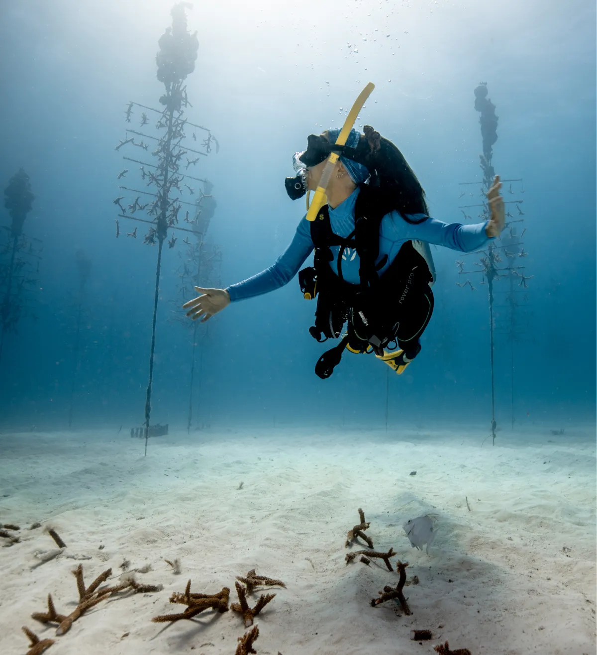 diver swimming in the largest nonprofit coral reef restoration effort