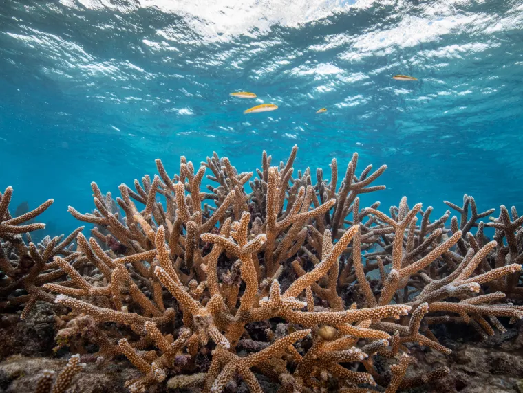 Close up of Corals as part of CRF's Restoration Program