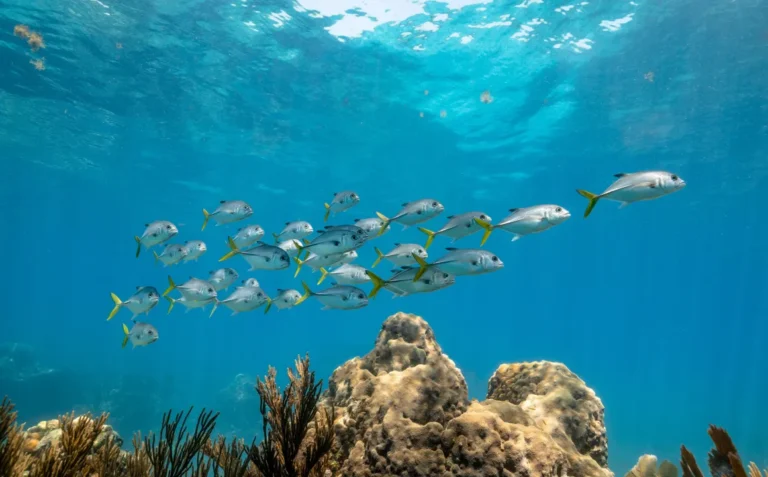 School of fish with coral reef