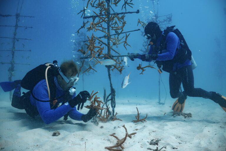 Two scuba divers underwater working with staghorn coral fragments on a Coral Tree