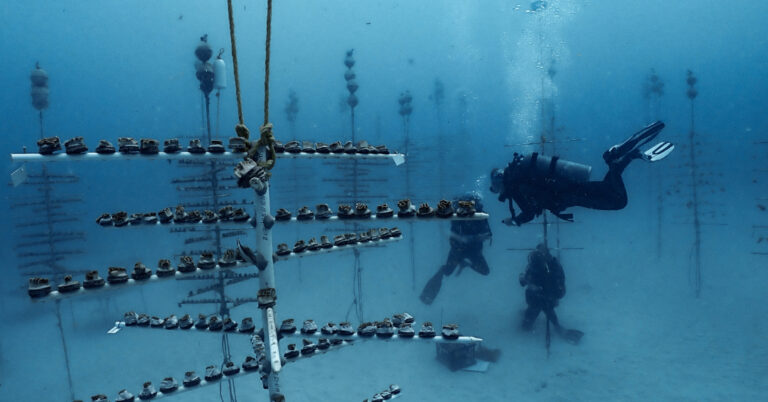 Three scuba divers in coral nursery
