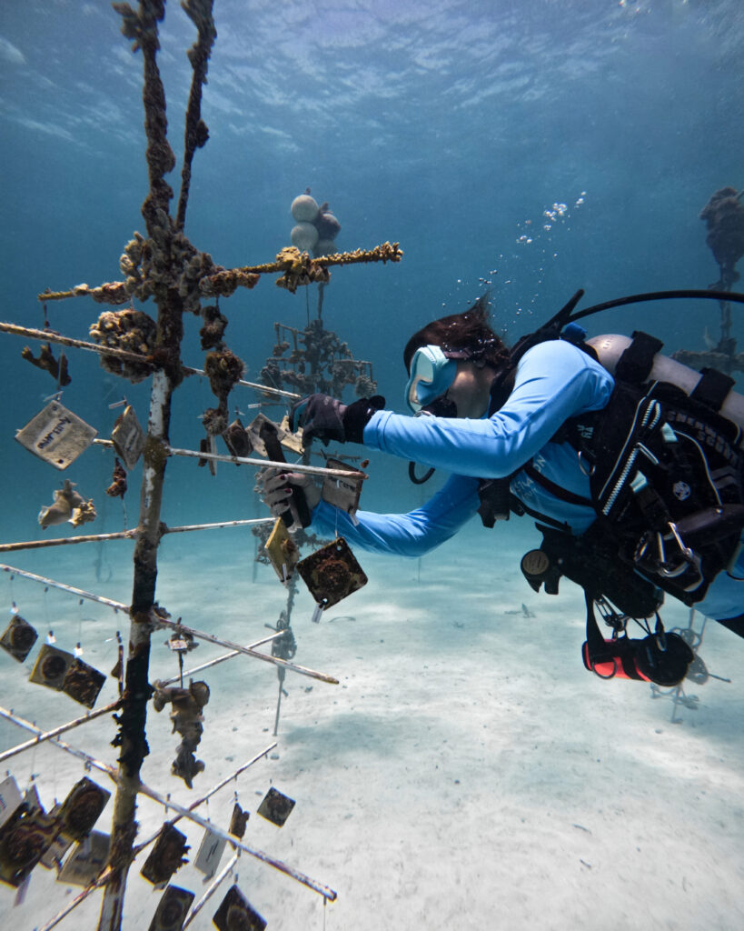 Scuba diver in CRF coral nursery returning specimens.