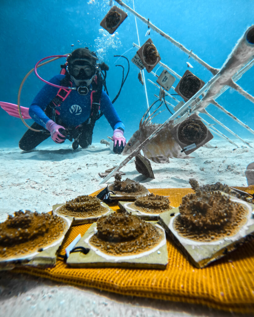 Coral fragments finding a new home in our Tavernier Nursery