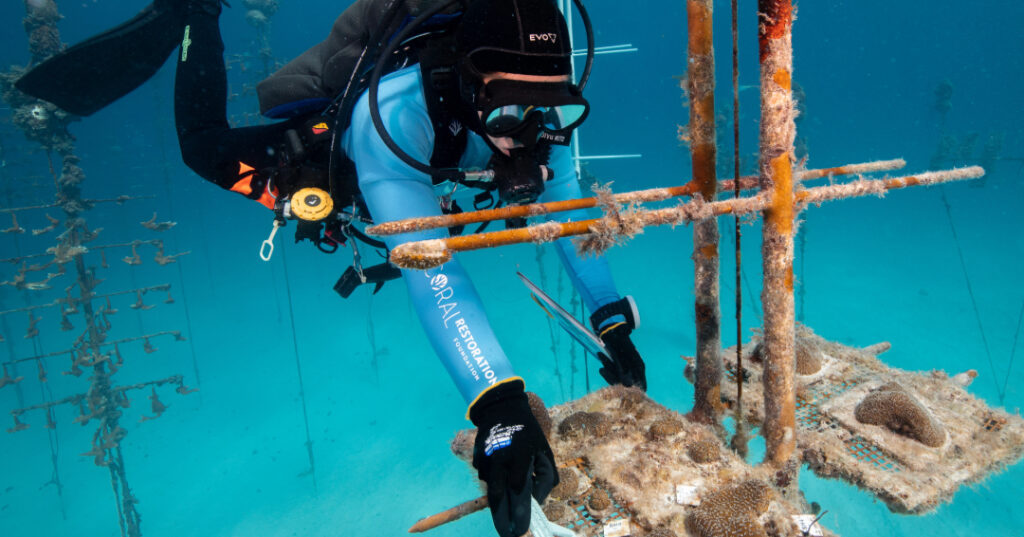 A diver from Coral Restoration Foundation™ tends to coral fragments growing on a metal nursery tree suspended underwater, surrounded by rows of similar coral structures in clear blue ocean water.
