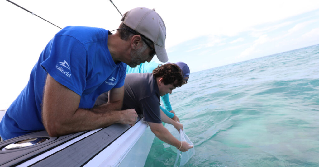 Conservation team members carefully release coral larvae into the ocean from the side of a boat. One person holds the bag just above the water’s surface while others observe, ensuring a smooth and gentle deployment.