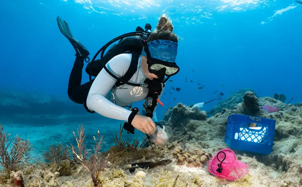 A female scuba diver wearing a wetsuit and mask works on a coral reef restoration project underwater, surrounded by ocean tools and marine life.