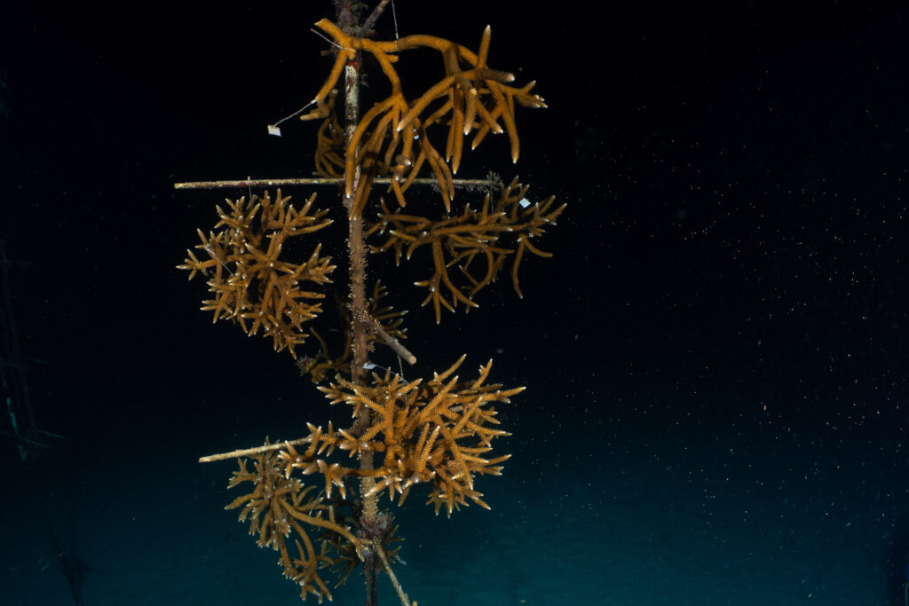 Staghorn coral spawning on a Coral Tree in CRF Tavernier Nursery.