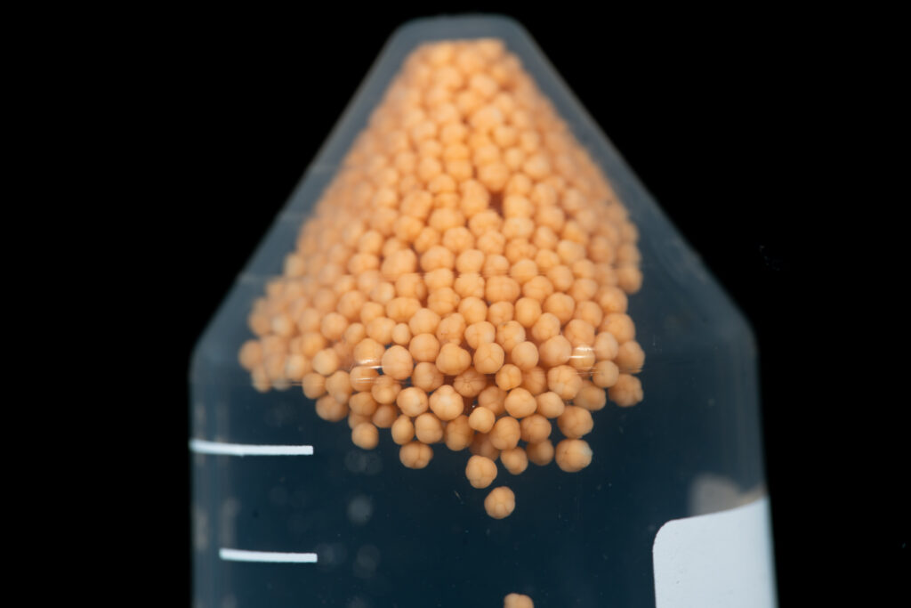 Close up of Staghorn gametes being collected in a vial for future research.