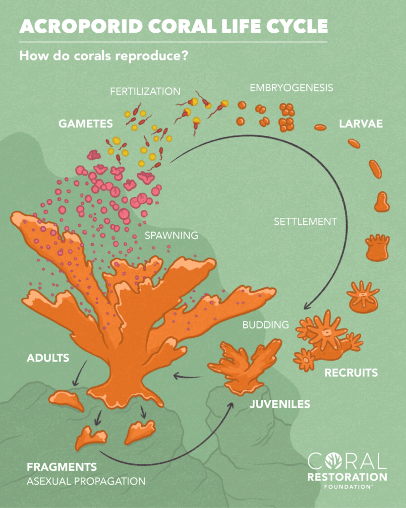 Illustrated diagram of the acroporid coral life cycle showing spawning, fertilization, larvae, settlement, recruits, juveniles, adults, and asexual propagation through fragmentation.