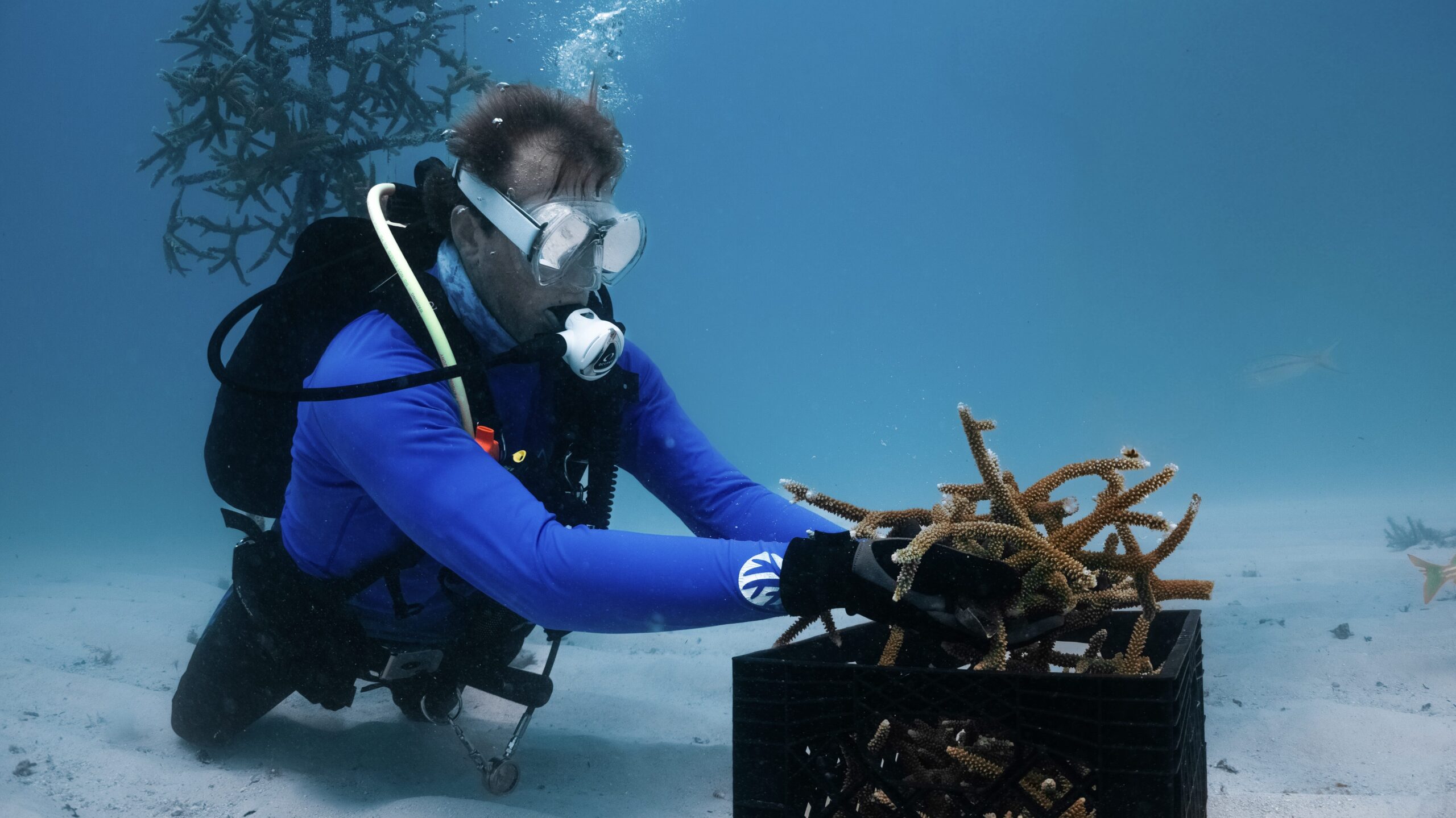 A scuba diver in blue gear organizes staghorn coral fragments into a crate on the seafloor, preparing for outplanting on the reef.