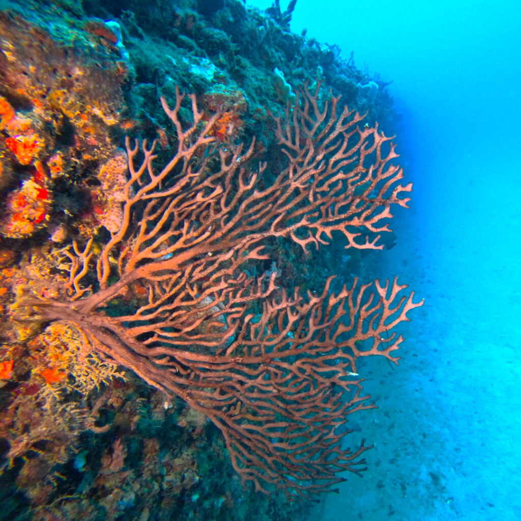 A large orange sea fan grows against a vibrant reef wall surrounded by colorful corals and clear blue water.