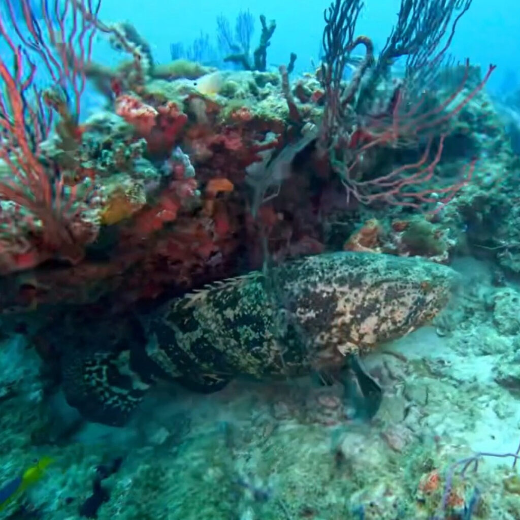A massive goliath grouper rests under a coral ledge surrounded by sponges, soft corals, and reef fish.