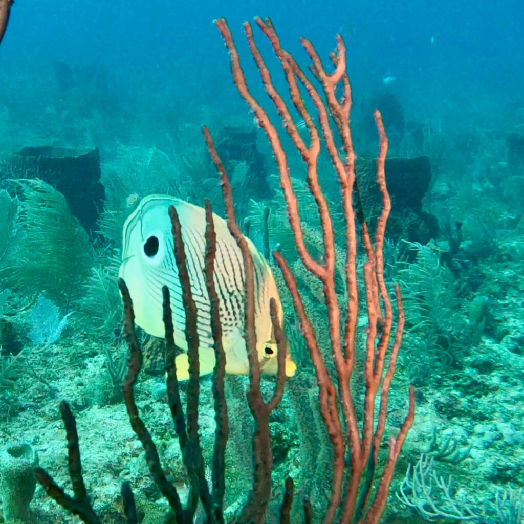 A butterflyfish swims near branching sea rods on a coral reef, surrounded by soft corals and sponges.