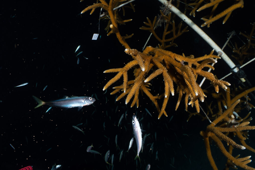 Staghorn coral spawning on a Coral Tree surrounded by scads eating the gametes.