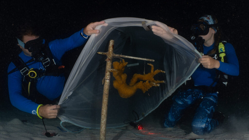 Two scuba divers in blue rashguards place a mesh tent over a staghorn coral colony at night to capture gametes during spawning.