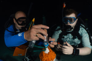 Two scuba divers observing a vial of coral gametes during spawning.