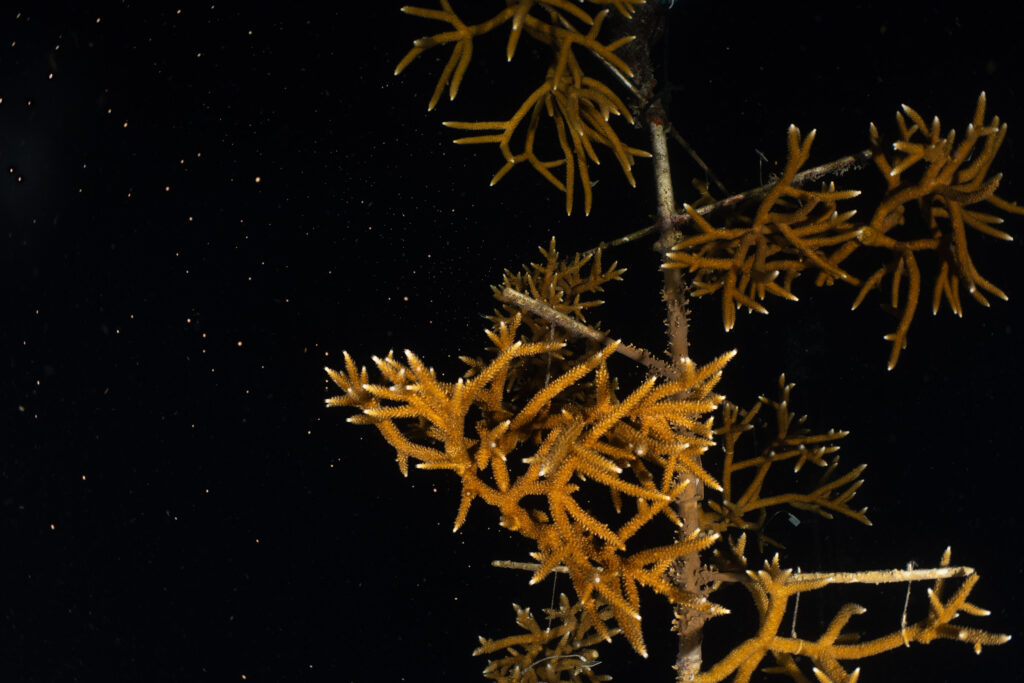 Underwater night photo of staghorn coral colonies attached to a coral tree structure in the CRF™ Tavernier Nursery with gametes visible in the water.