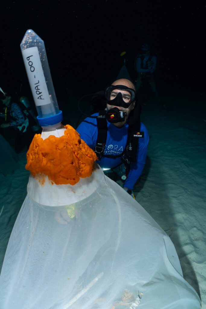 A CRF diver observes a vial still attached to the net used to collect gametes from spawning coral.
