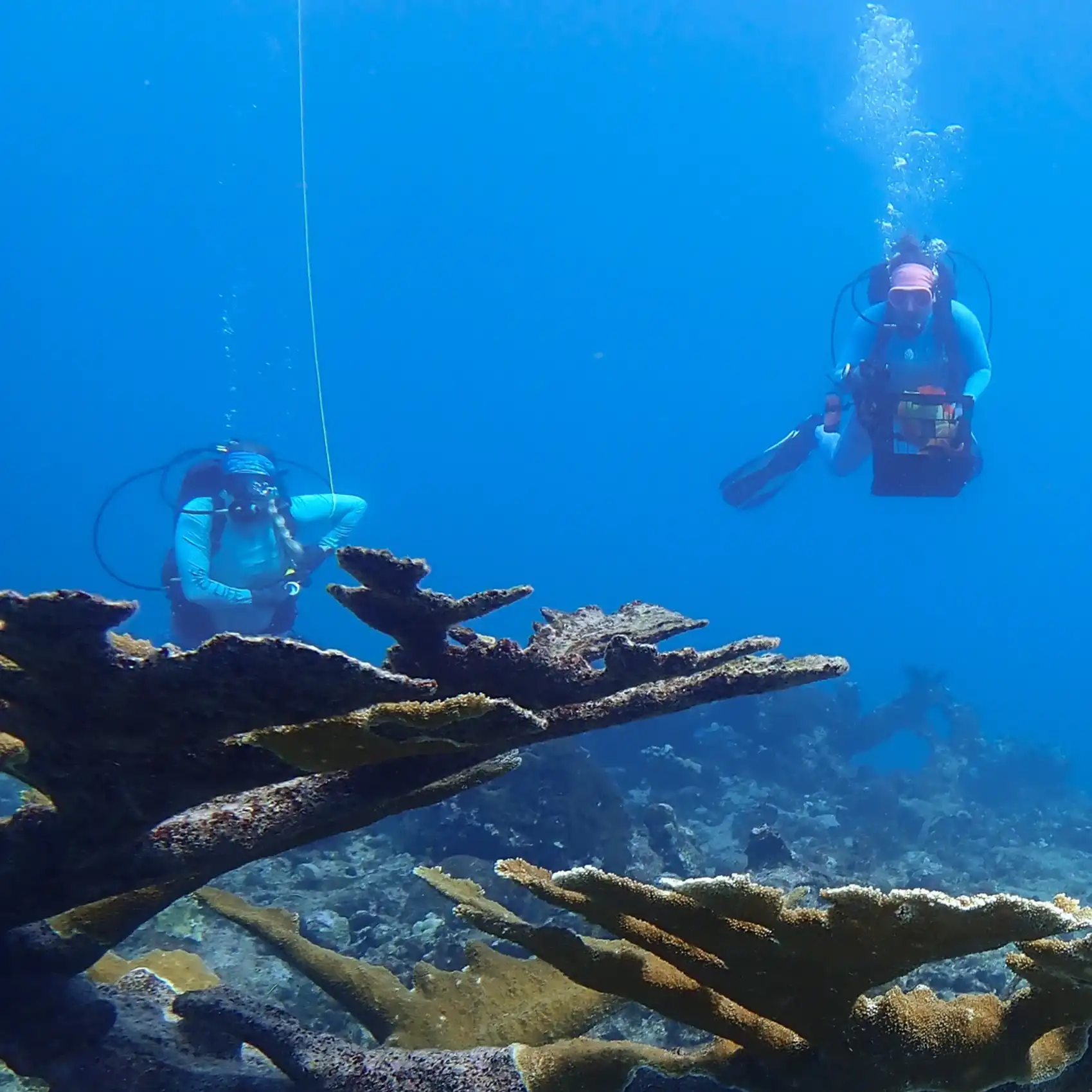 Two scuba divers surveying healthy elkhorn coral on a clear tropical reef, one holding gear and basket while bubbles rise through bright blue water.