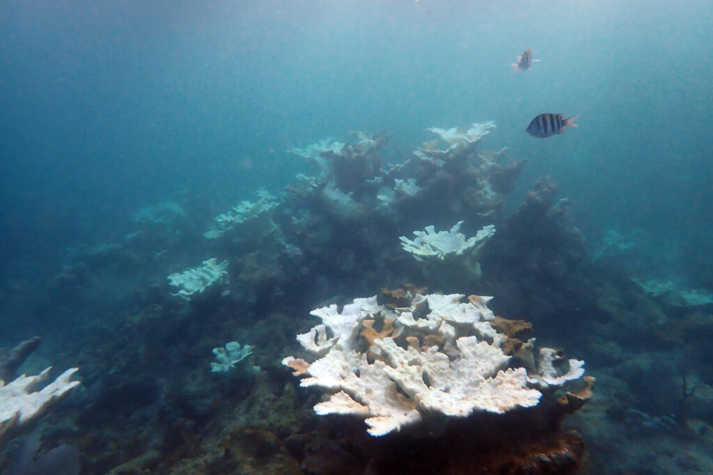 Bleached elkhorn coral structures stand pale and ghostly on a Florida Keys reef as ocean warming continues to devastate marine ecosystems.