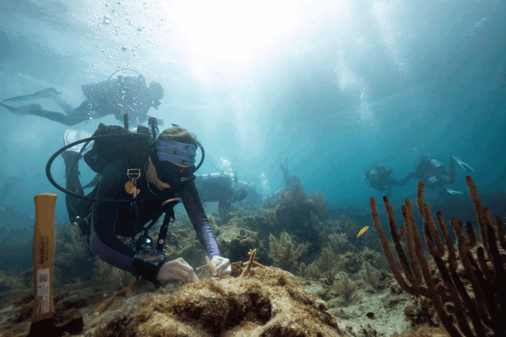 A scuba diver uses tools to outplant coral fragments onto a reef while other divers work in the background.