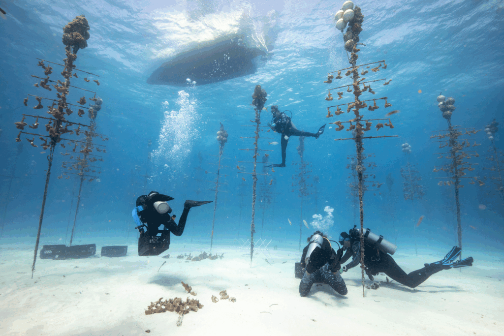 Several scuba divers maintain Coral Trees™ suspended in the ocean nursery, with a boat visible above on the water’s surface.