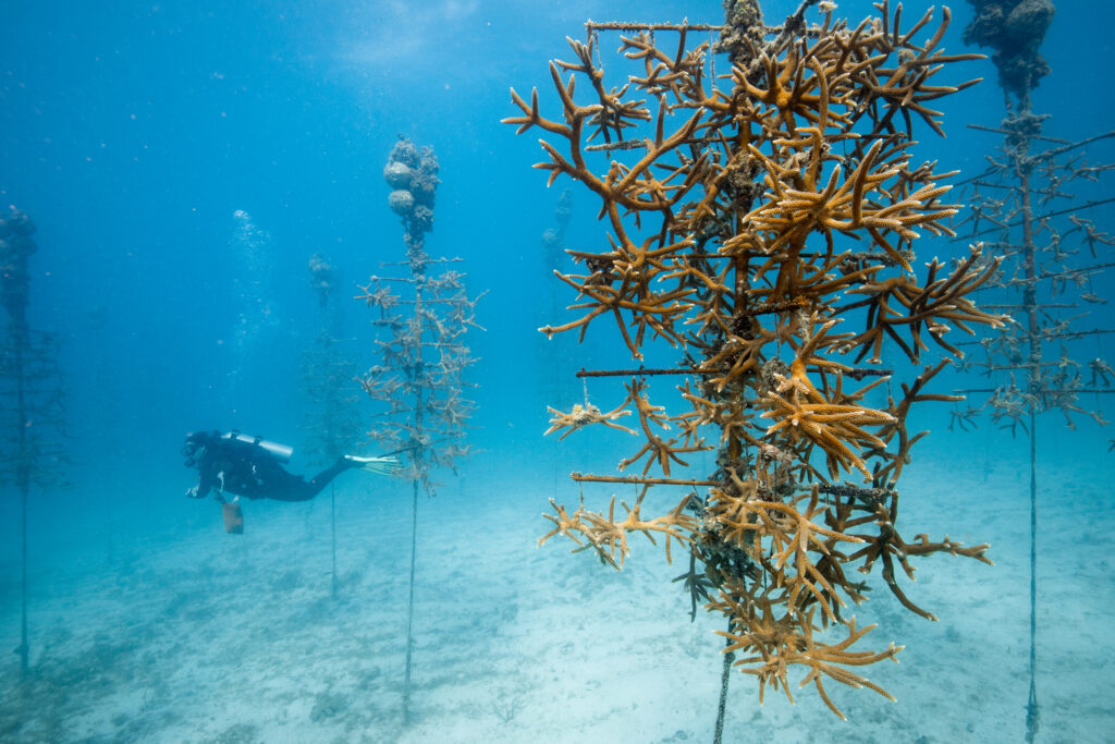 Diver swims among Coral Trees™ holding thriving staghorn coral fragments suspended in a nursery.