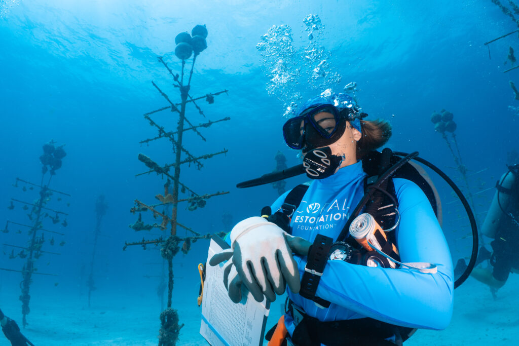A Coral Restoration Foundation diver wearing blue gear holds a clipboard while monitoring coral trees in the Tavernier Coral Tree Nursery.