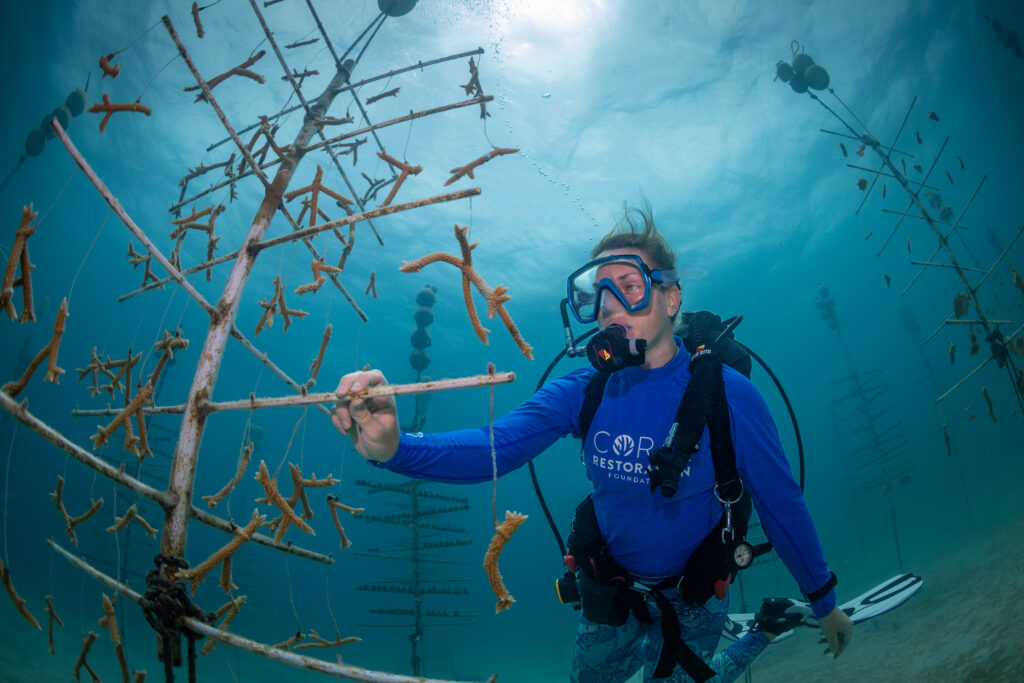 A Coral Restoration Foundation diver tends coral trees underwater in St. Croix, surrounded by vibrant blue water and growing coral fragments.