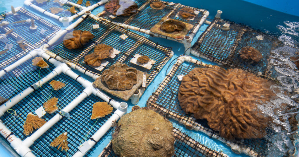 Close-up of multiple coral colonies in a blue water raceway tank, secured on mesh trays with PVC frames at Coral Restoration Foundation’s land-based facility.