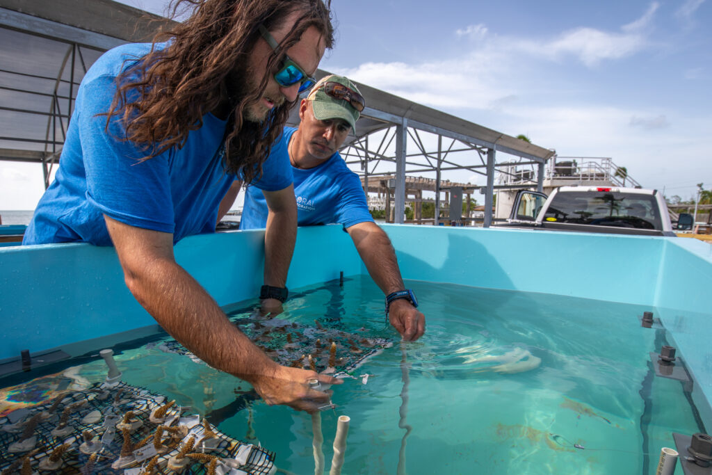 Two Coral Restoration Foundation staff wearing blue shirts move coral trays in a blue outdoor water tank as part of coral rescue operations.