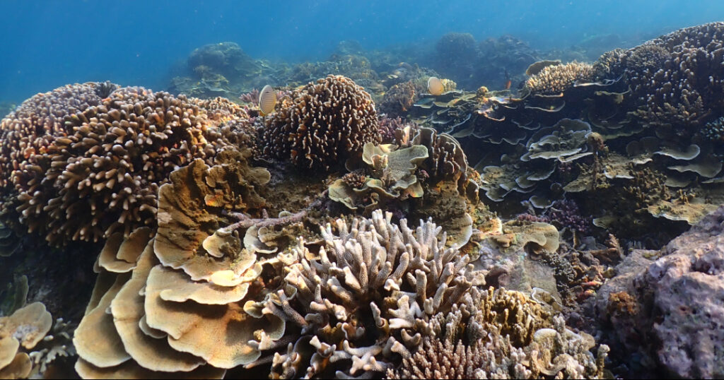 A vibrant coral reef in Indonesia displays an array of hard corals and fish species, illustrating the biodiversity that programs like CRF and Coral Catch work to protect and restore.