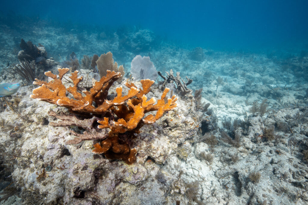 Healthy orange-brown elkhorn coral colony growing on rocky substrate among sea fans and sponges on a Florida reef.