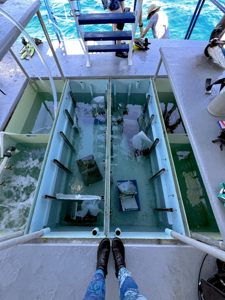 A top-down view of water-filled coral transport wells aboard the research vessel during the expedition.