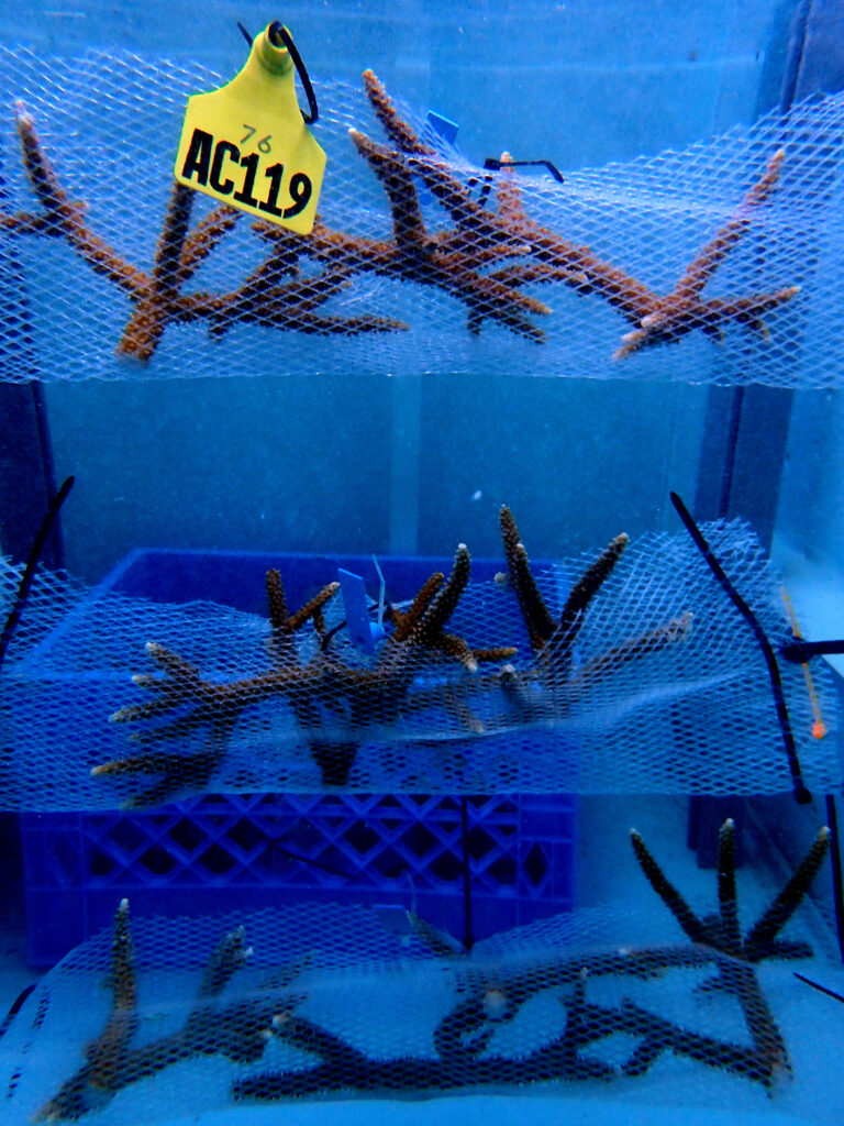 Staghorn coral fragments labeled and stored in mesh-lined trays within onboard live wells.