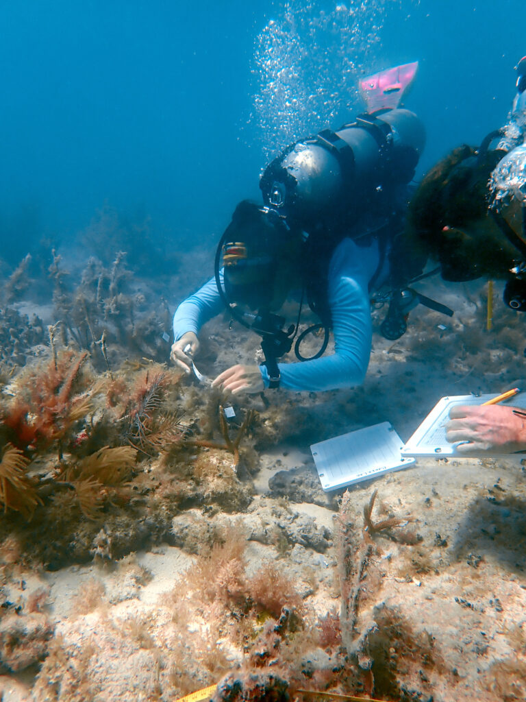 Multiple divers conduct coral restoration surveys, measuring and recording new outplants within mapped quadrants.