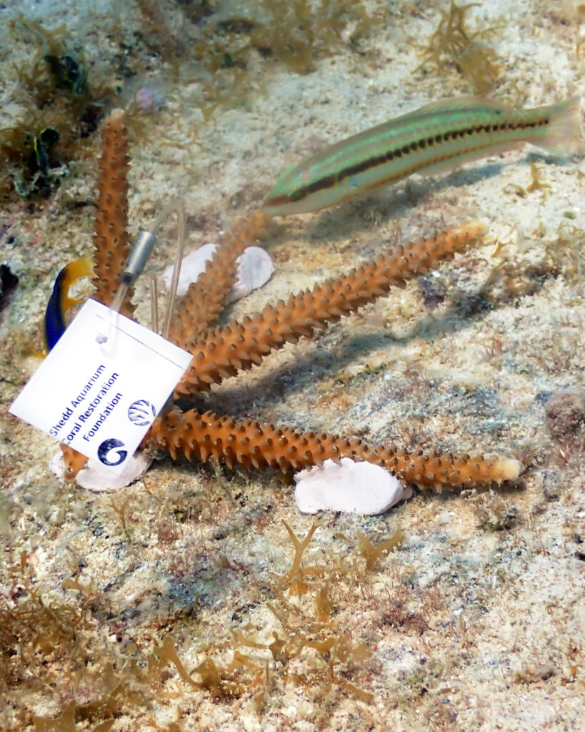Close-up of newly outplanted staghorn coral fragments on the seafloor with a tag labeled “Shedd Aquarium & Coral Restoration Foundation.”