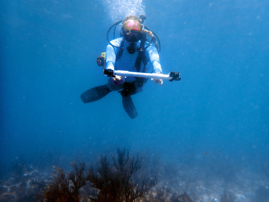 A diver holds a photomosaic camera rig underwater to document coral outplants for monitoring growth and survival.