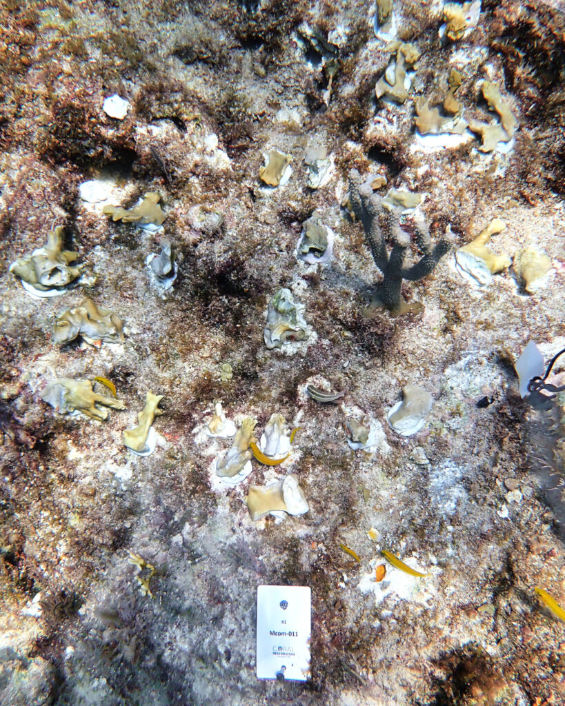 Newly outplanted Blade Fire Coral on the reef at Carysfort north, attached with marine epoxy.