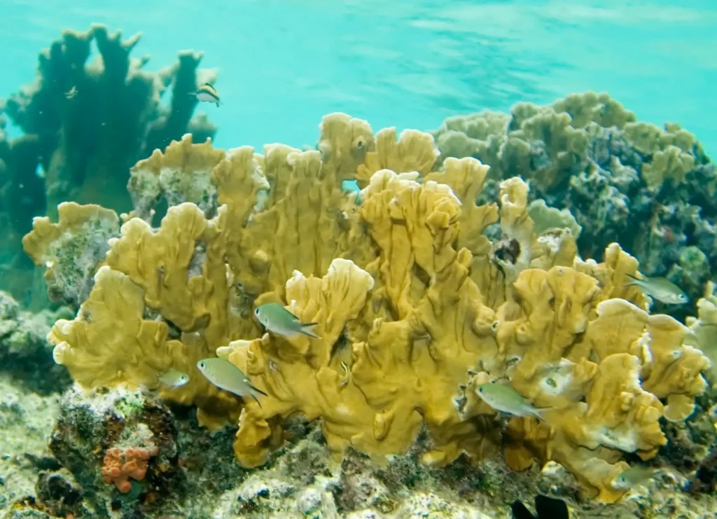 Blade Fire Coral on reefscape in Bonaire, with small chromis fish swimming around it.
