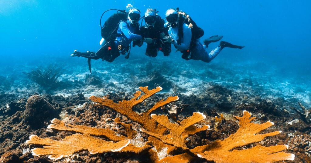 Three CRF divers hover over a large elkhorn coral colony on a reef in St. Croix, observing its structure and condition during a fieldwork dive.
