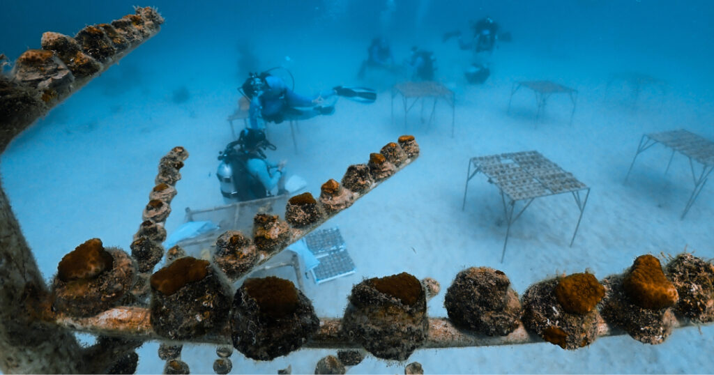 Underwater view of coral nursery structures with CRF divers working on additional frames in the background on the sandy seafloor.